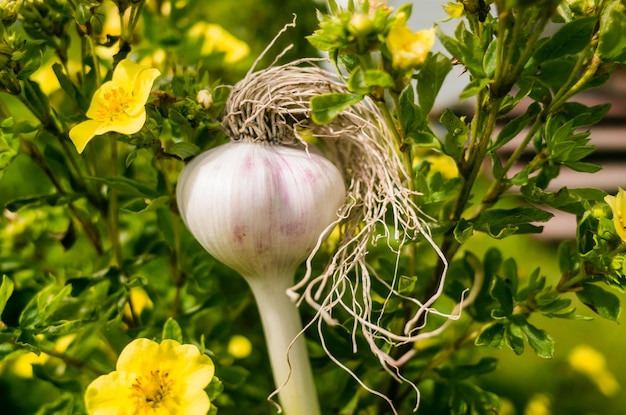 Garlic in the form of a human head with long hair fashionable\
stylish hairstyle concept for advertising banner of hair salon or\
trendy healthy food