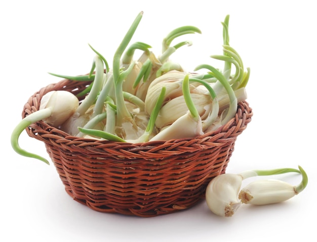 Garlic germinated over white background