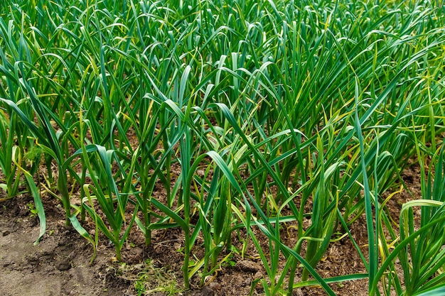 Garlic grow in the vegetable garden