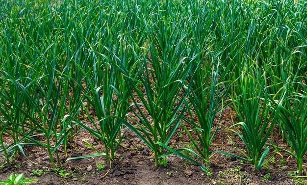 Garlic grow in the vegetable garden