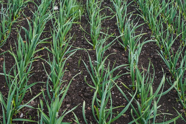 Garlic grows. Young garlic plants in the field, agricultural. Feathers green onion and garlic are growing in the garden. Spring harvest. Rows in the ground. Beds with garlic in spring.