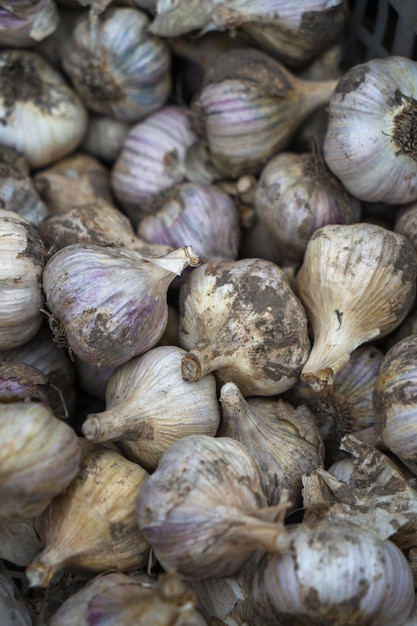 The garlic harvest lies in a box