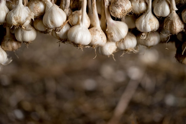 Garlic is tied up to be ready for distribution 