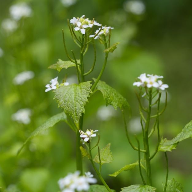 봄철 콘월에서 꽃이 피는 마늘 겨자(Alliaria petiolata)