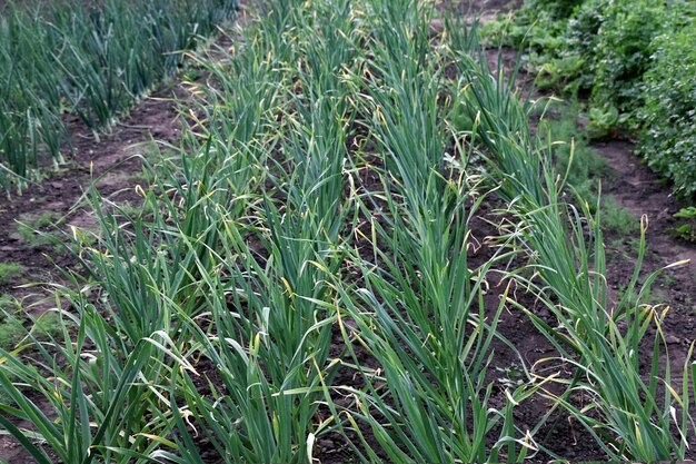 Garlic plants bed