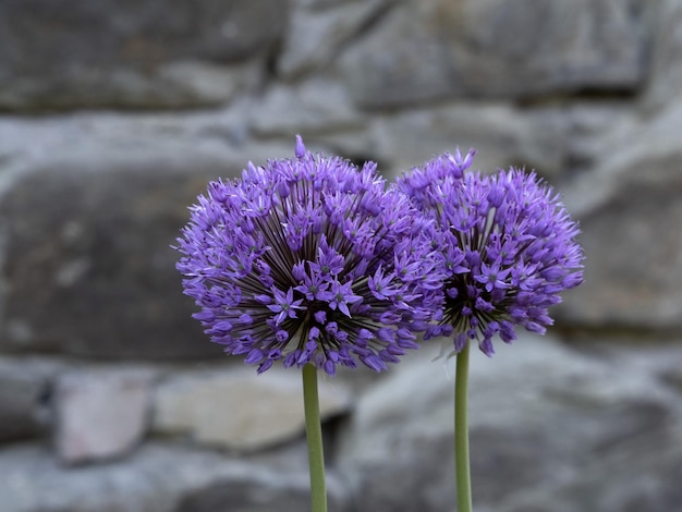 Garlic purple flower