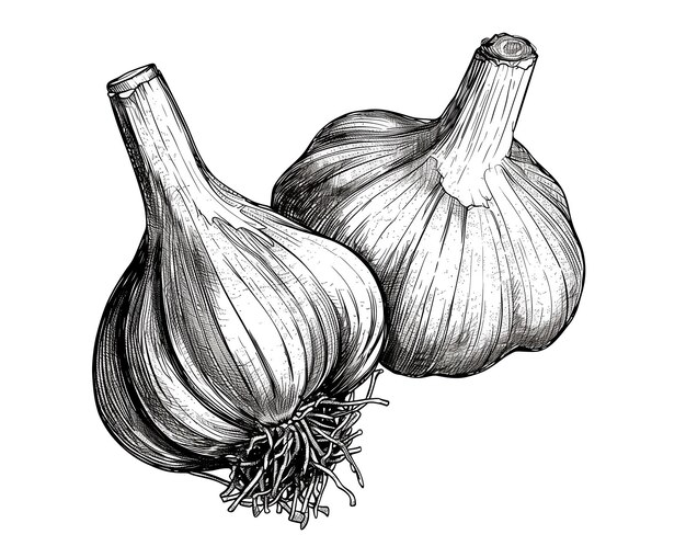 Garlic sketch hand drawn