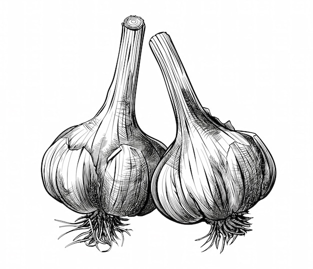 Garlic sketch hand drawn