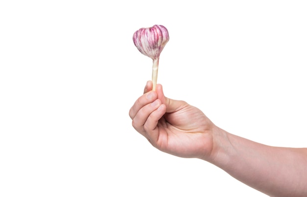 Garlic vegetable in hand isolated on white background