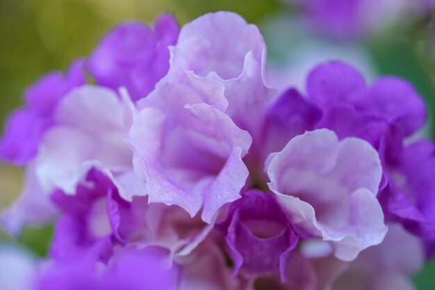 にんにくつるの花またはぼやけた背景の木の枝に咲くニンニクカズラ