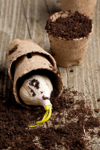 Garlic with soil in garden pot