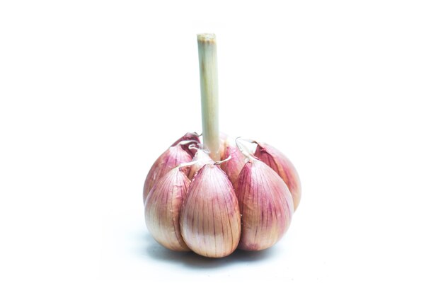 Garlic