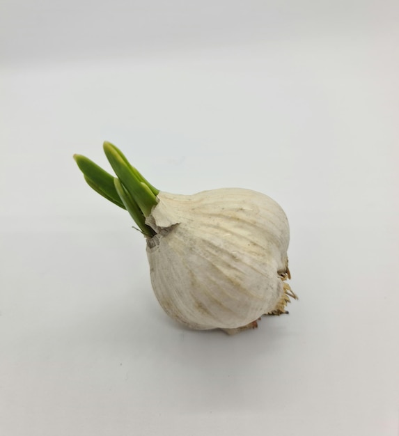 Garlic