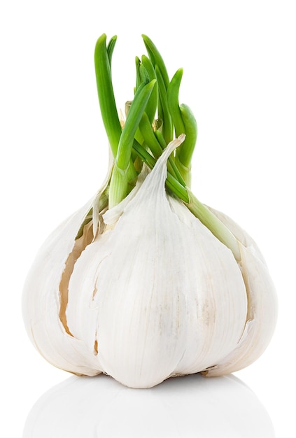 garlic