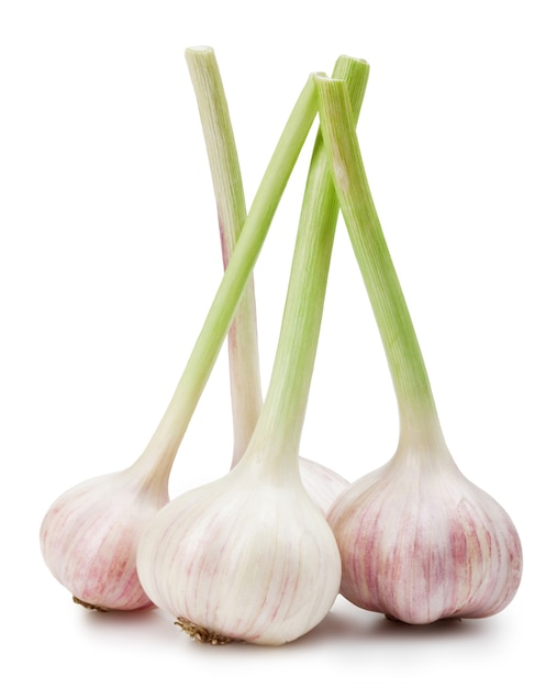 Garlics isolated on white background