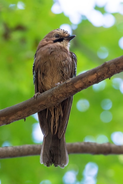 Garrulus glandarius on a branch