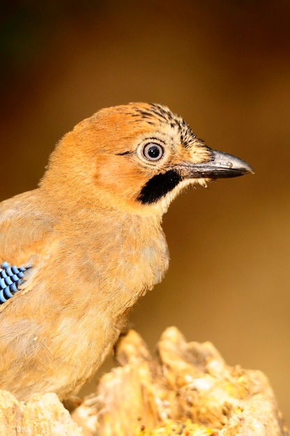 Garrulus glandarius-カケスは、カラス科のスズメ目の鳥の一種です。