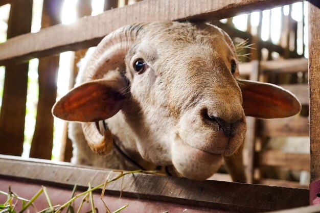 写真 馬小屋に立つ曲がった角を持つガルト羊