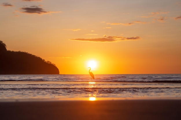 Photo garza durante el atardecer en costa rica