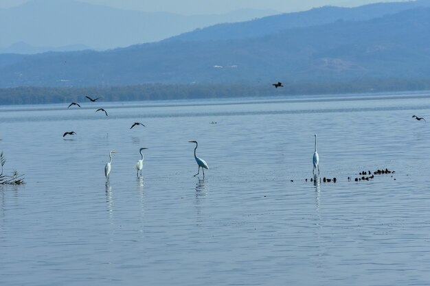 Garzas en laguna