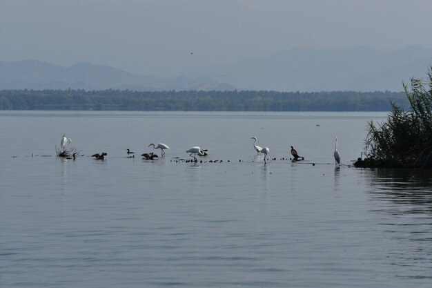 Garzas en Laguna