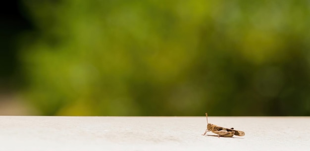 Photo gasshopper resting on the ledge