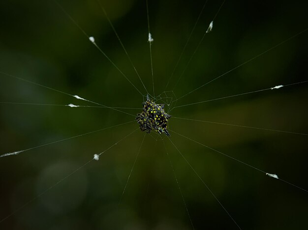 写真 gasteracantha doriae はトゲのあるクモだった