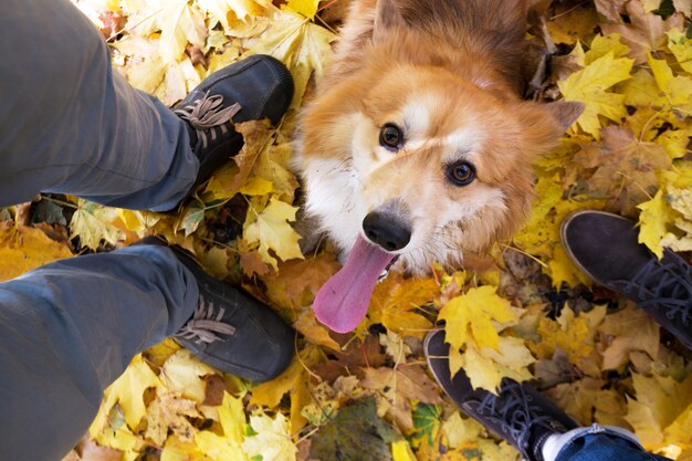 Gastheren en corgi op een wandeling. hond op de achtergrond van poten en gebladerte