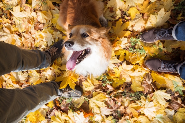 Gastheren en corgi op een wandeling. hond op de achtergrond van poten en gebladerte