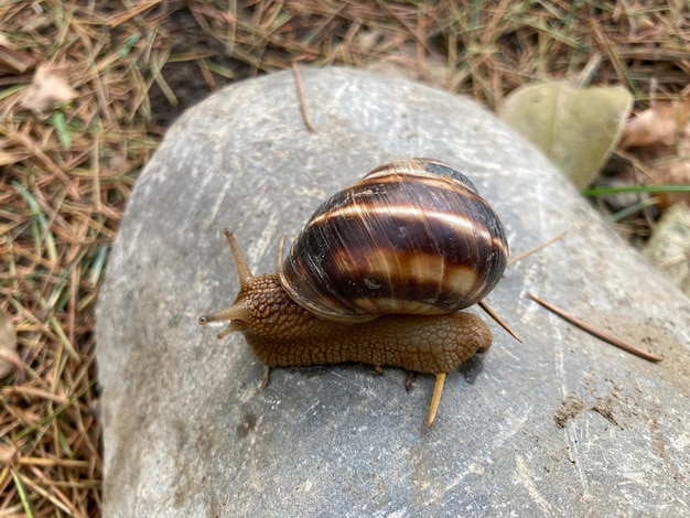 写真 腹足類の縞模様のブドウのカタツムリhelixpomatia