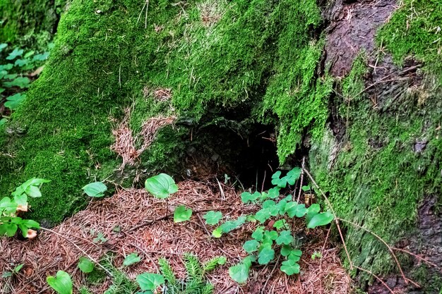 Gat om te stompen in het bos van dichtbij