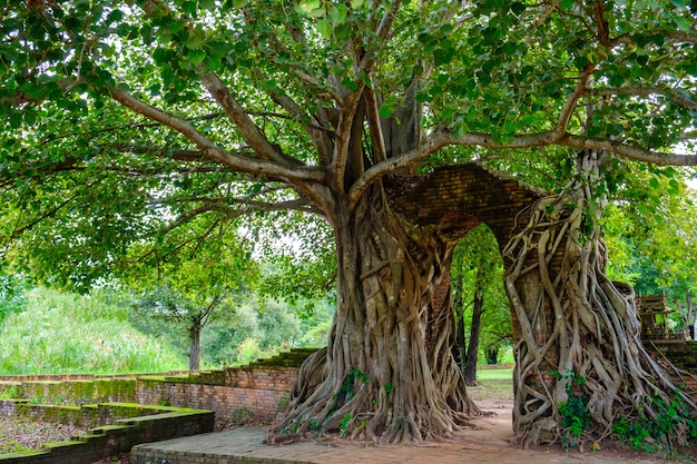 時間の門ボジの木のアーチ。 Wat Phra Ngamで見えないタイ