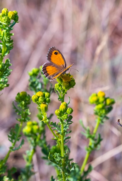 Hedge Brown으로 알려진 Gatekeeper Pyronia cecilia는 꽃의 꿀을 먹으면서 식물에 자리 잡고 있습니다.