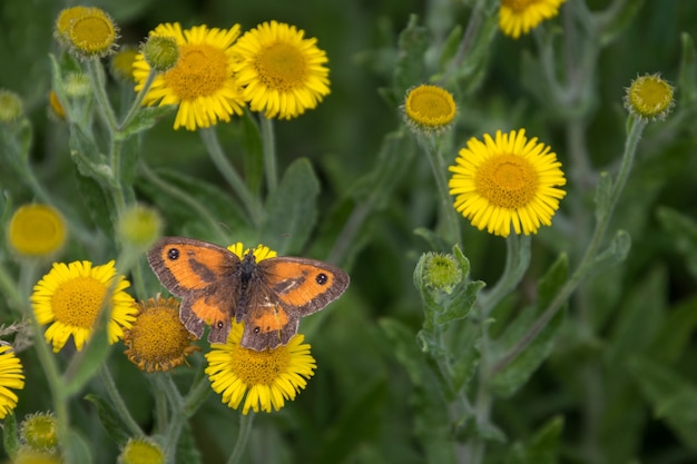 Gatekeeper feeding on a Common Fleabane