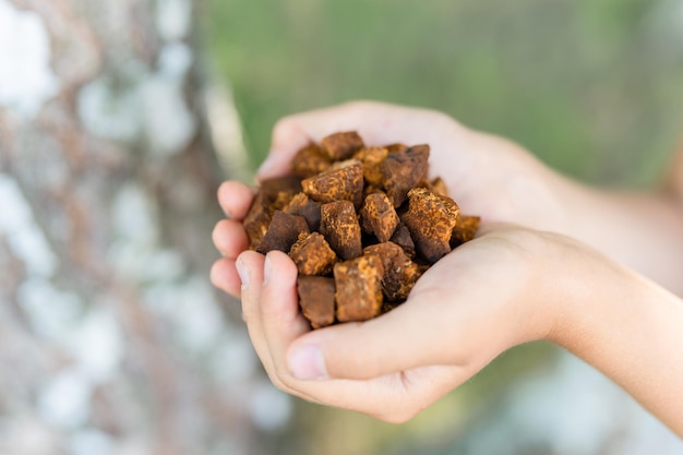 Gathered and foraged chaga mushroom wild birch tree fungus it is used in alternative medicine for brewing healing tea for treatment covid-19. children hands holding cleaned and sliced chaga pieces