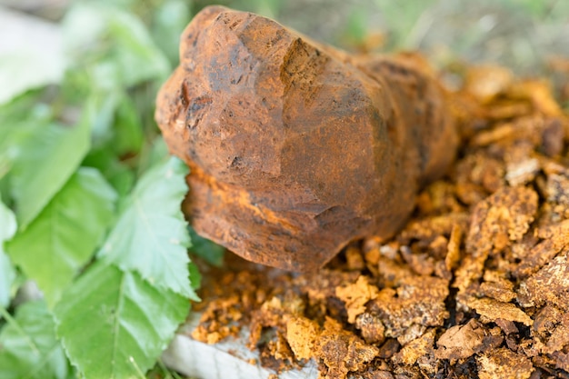 Собранный или выращенный в пищу гриб чага, паразитирующий грибок дикой березы или грибы, он используется в альтернативной медицине для заваривания лечебного чая для лечения covid-19. очищенная чага и листья на деревянной доске