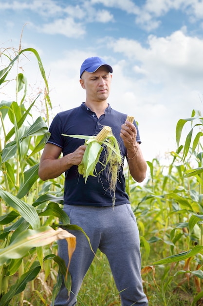 Gathering corn on field