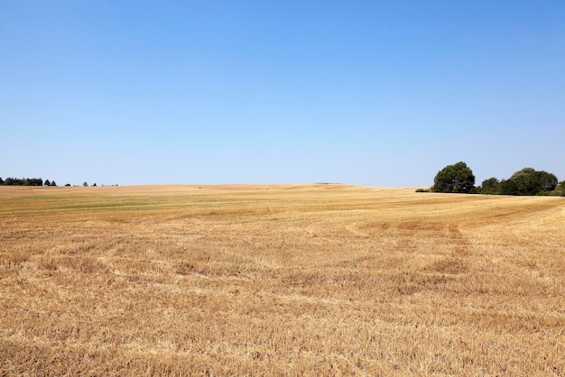 Gathering the wheat crop