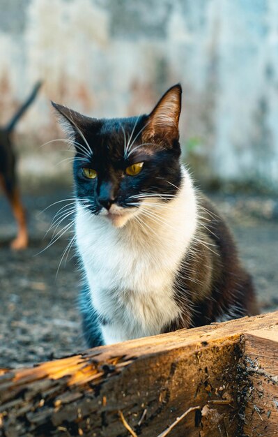 Gatita acechando