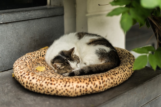 Gato durmiendo tranquilamente sobre su cama