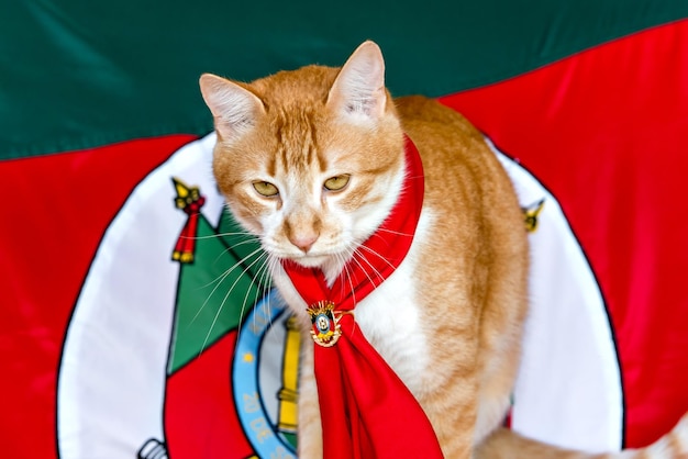 Gaucho gele kat met de vlag van de staat Rio Grande do Sul op de achtergrond gaucho pet