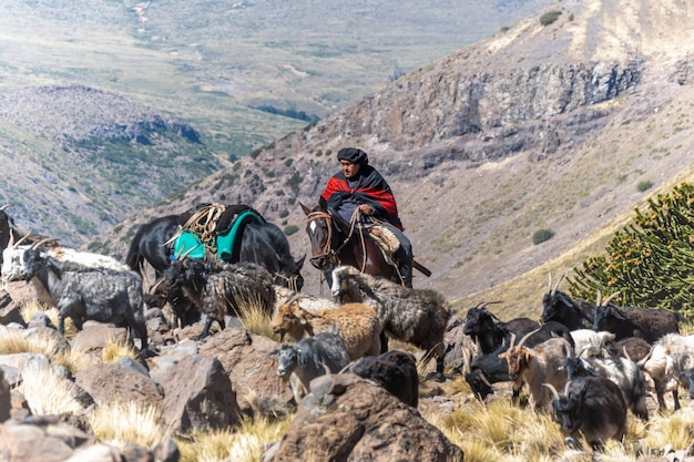 アンデス山脈アルゼンチンのガウチョ牧畜動物ヤギ牛と馬