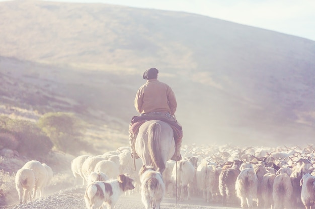 Gauchos ahd herd of goats in Patagonia mountains, Argentina