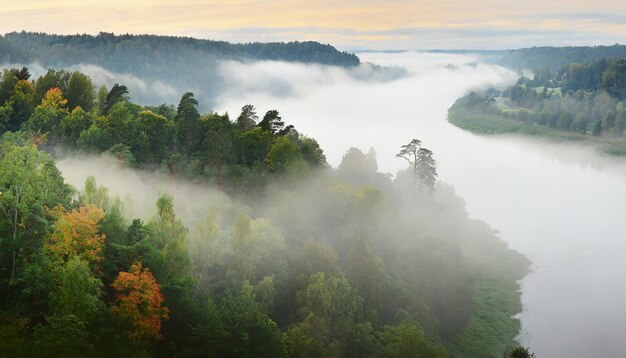 Gauja river valley and pine forest in a clouds of thick mysterious morning fog at sunrise