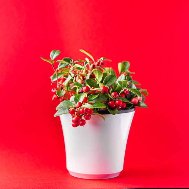 Gaultheria flower plant indoor in a pot with red berries indoor home plant on the table copy space