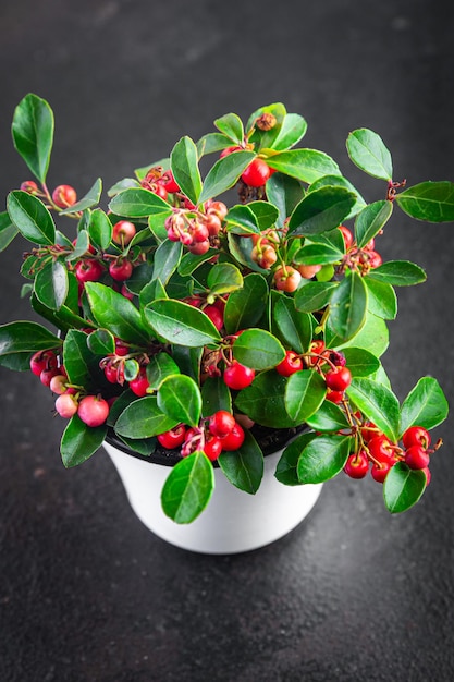 Photo gaultheria flower plant red berries indoor in pot indoor home plant