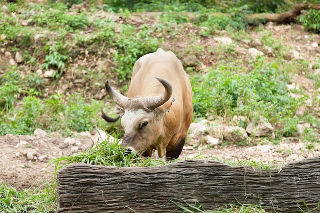 gaur feeding grass.