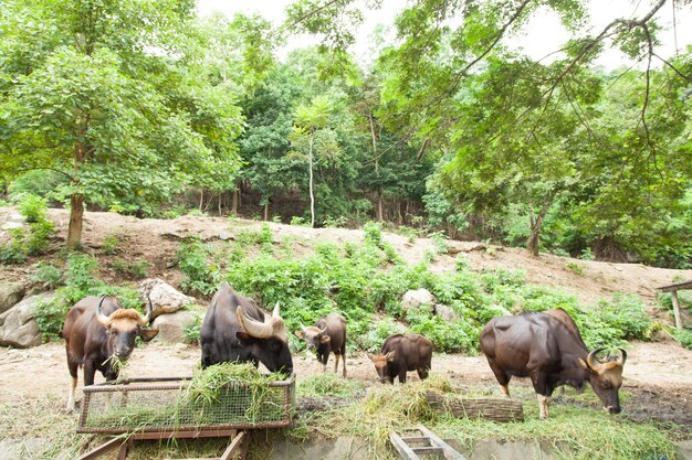 gaur 먹이 잔디.