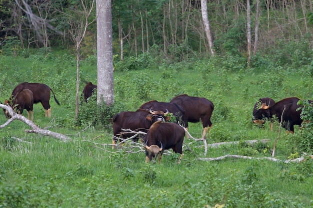 Gaur in de natuurhabitat in Thailand