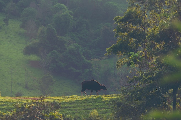 Gaur in het tropische bos, dieren in het wild in Thailand
